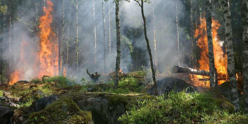 Emergencia medioambiental en Chile: oleada de incendios forestales en el sur del país